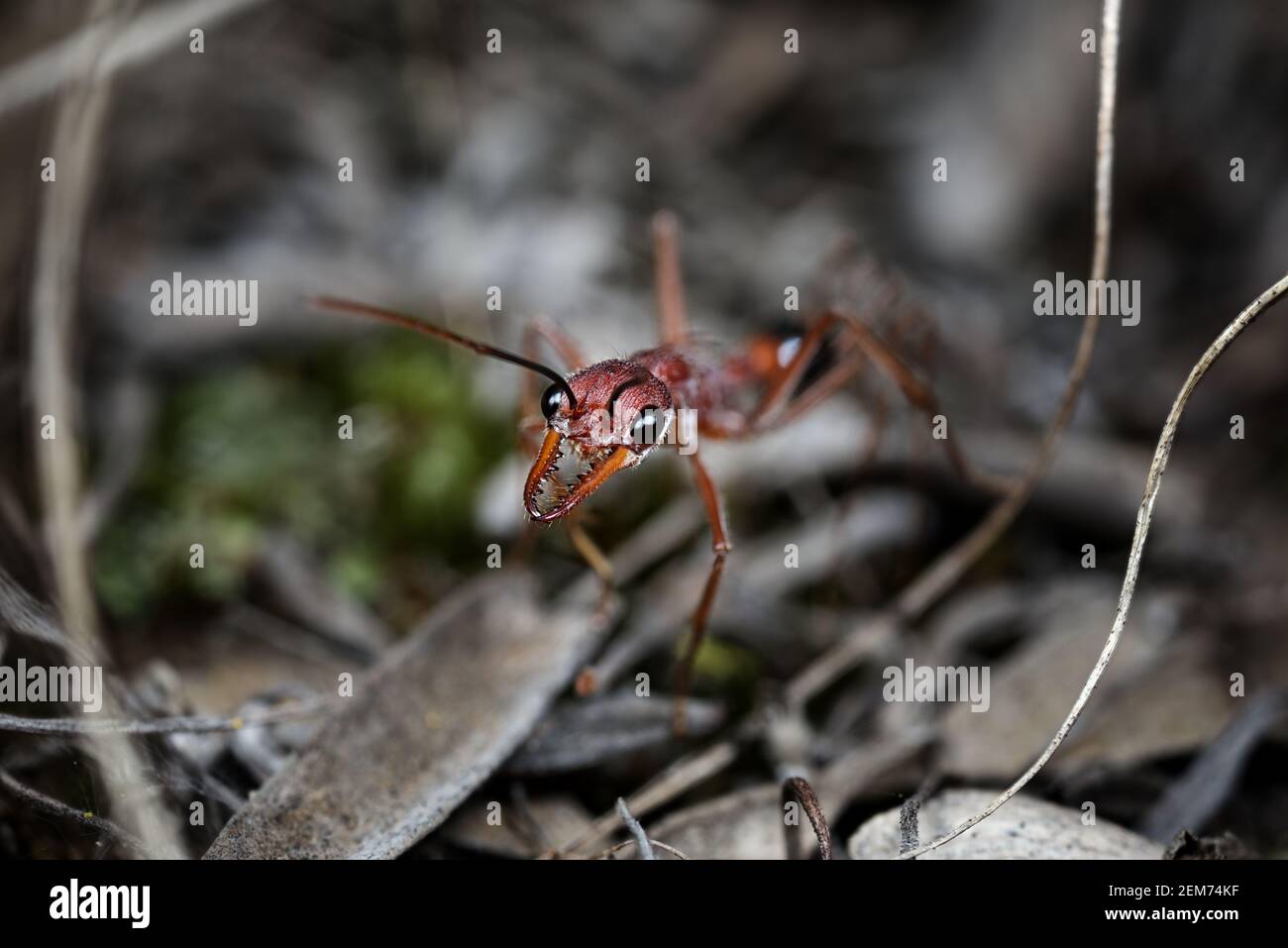 Ant venom hires stock photography and images Alamy
