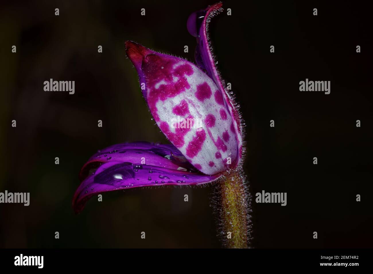 Close up of Purple Enamel orchid Western Australia Stock Photo