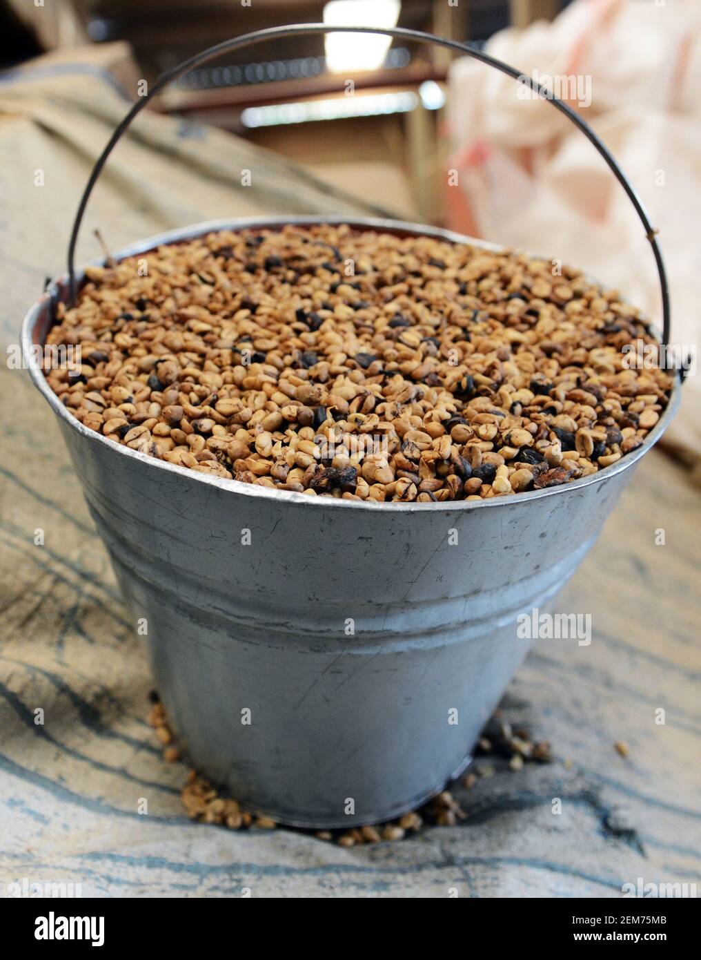 A bucket unsorted coffee beans. Stock Photo