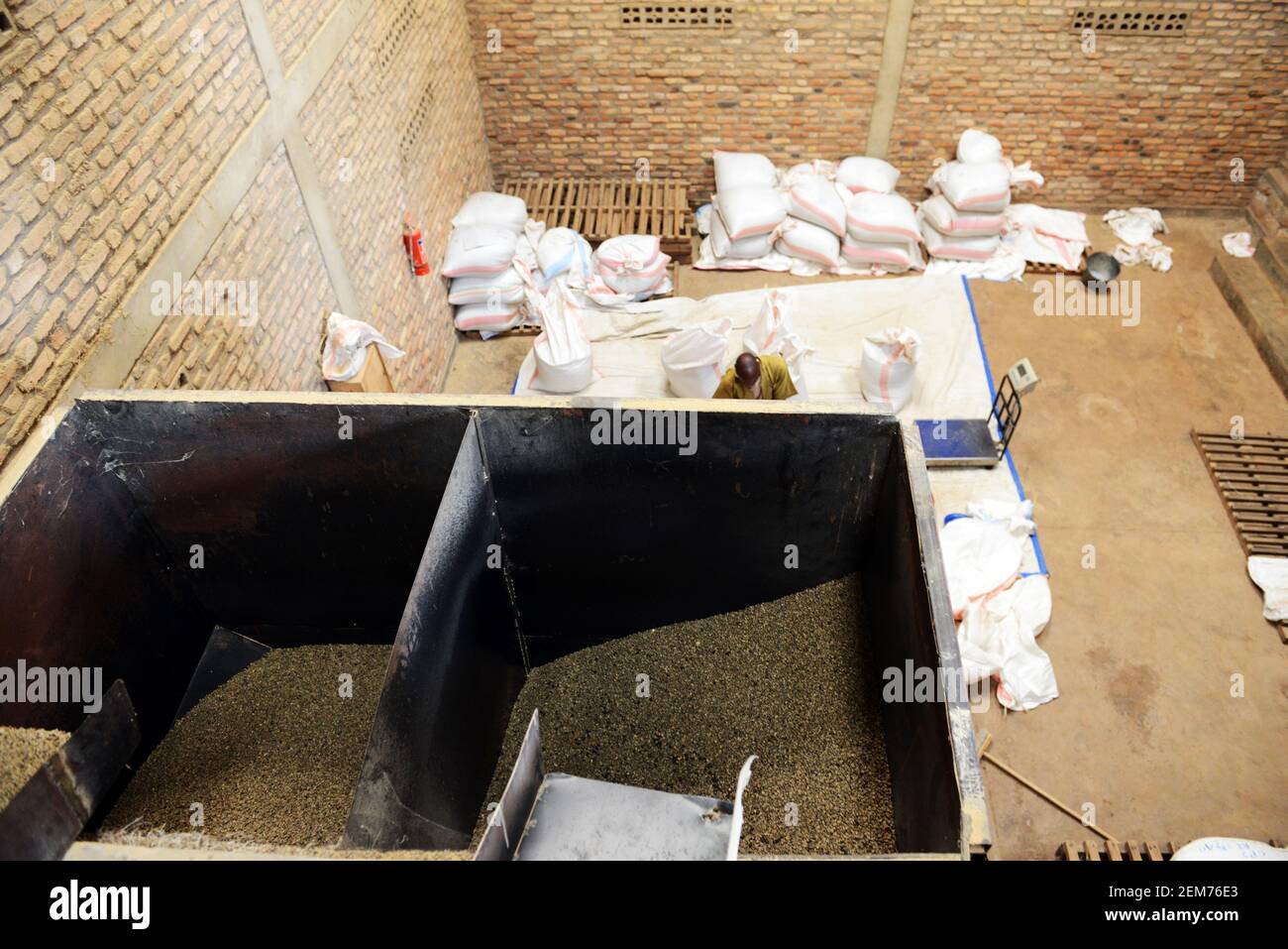 Coffee beans sorting machine. Stock Photo