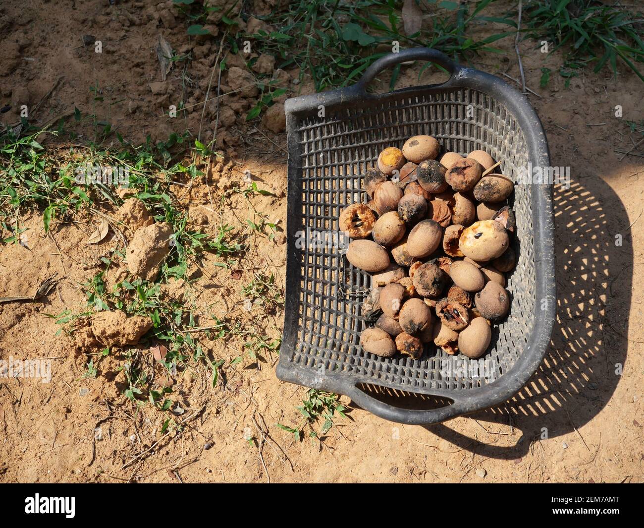 Rotten and damaged Sapodilla fruits in black color clam shell shaped basket on dirt land, Composting from fruit and food waste in Thailand Stock Photo