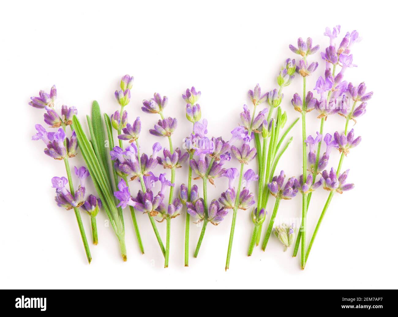 Lavender flowers bundle on a white background Stock Photo - Alamy