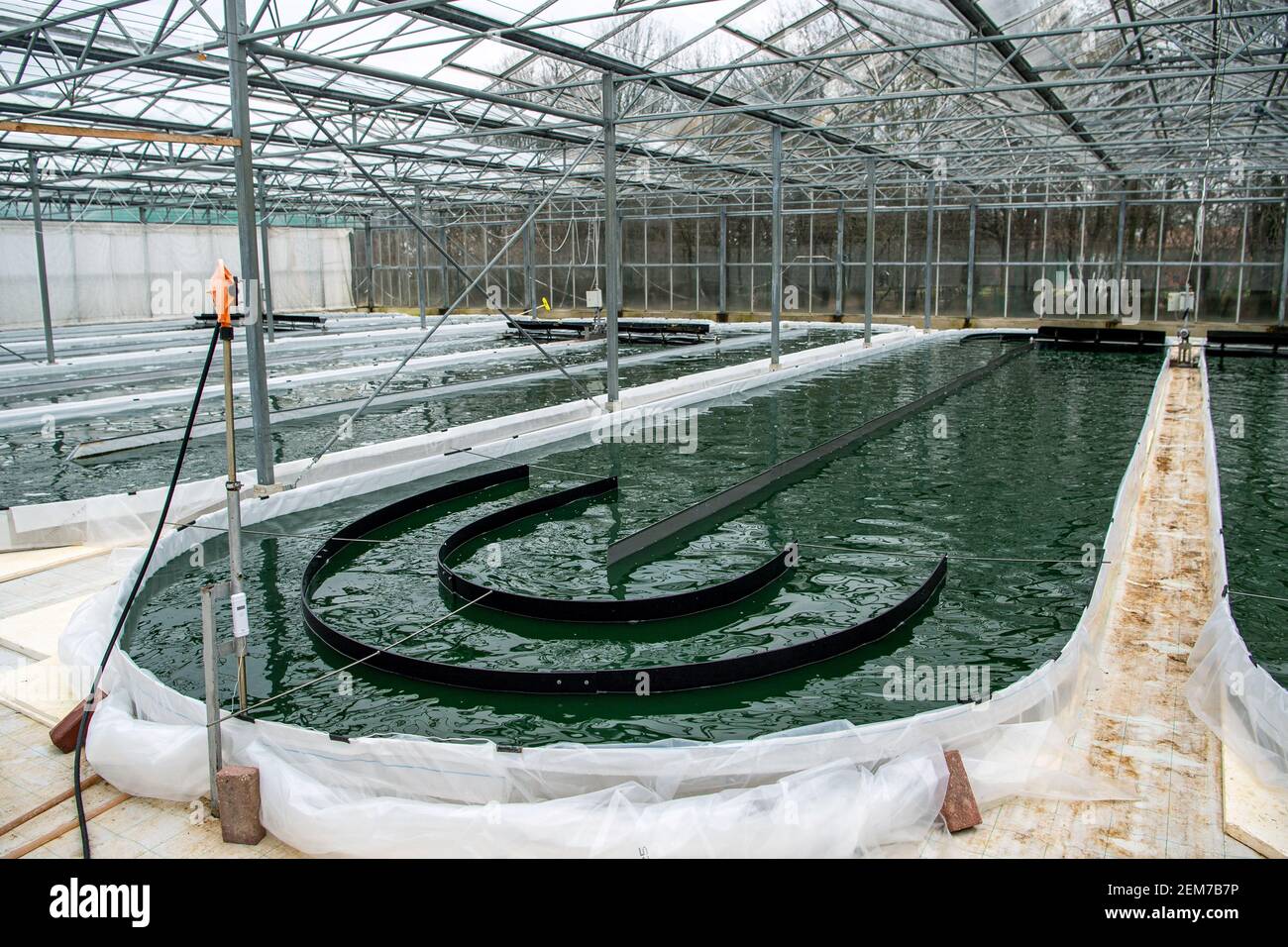 Rockstedt, Germany. 17th Feb, 2021. Algae are grown in water basins in