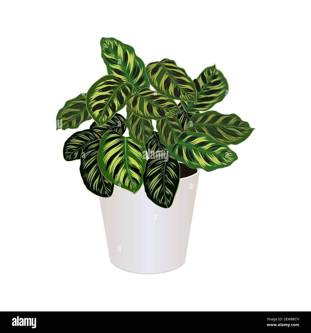 Houseplant of ctenanthe burle-marxii in pot isolated on the white background, fishbone prayer plant, tropical modern houseplants for design house and Stock Vector