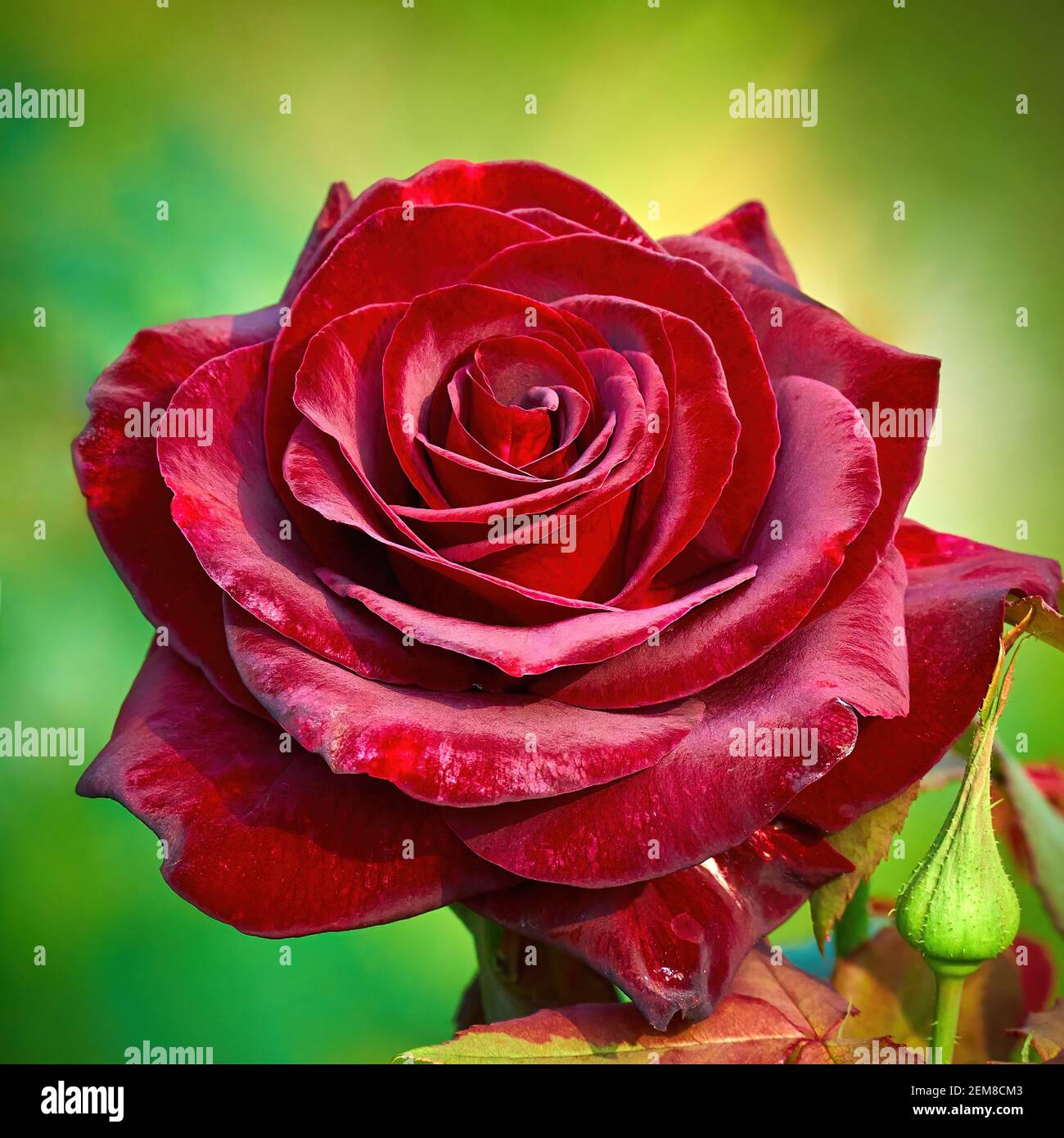 Big Red Rosa Rugosa Rose taken at Cheng Ching Lake 澄清湖, Kaohsiung City 高雄市, Taiwan 台灣 Stock Photo