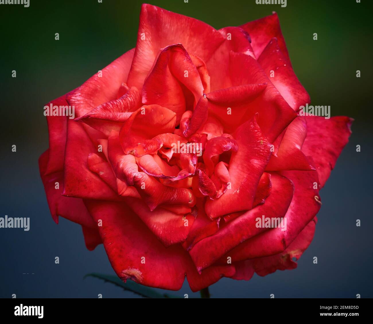 Top view of a giant big Red Rose at Cheng Ching Lake 澄清湖, Kaohsiung City 高雄市, Taiwan 台灣 Stock Photo