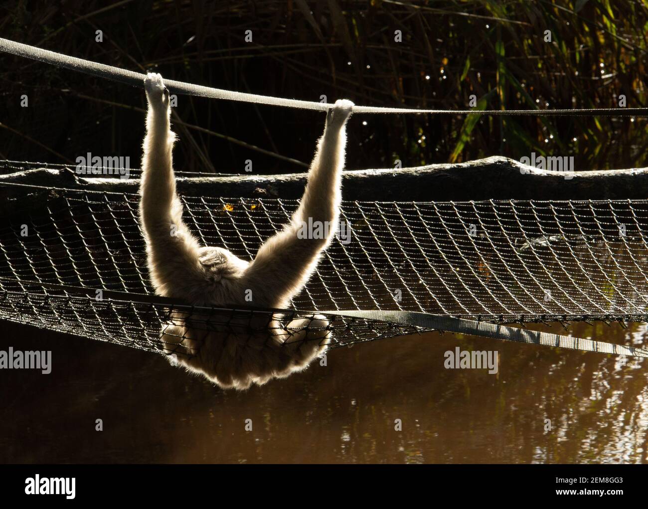 Lar Gibbon (Hylobates lar) a single Lar Gibbon relaxing in the morning sunshine hanging on a rope bridge Stock Photo