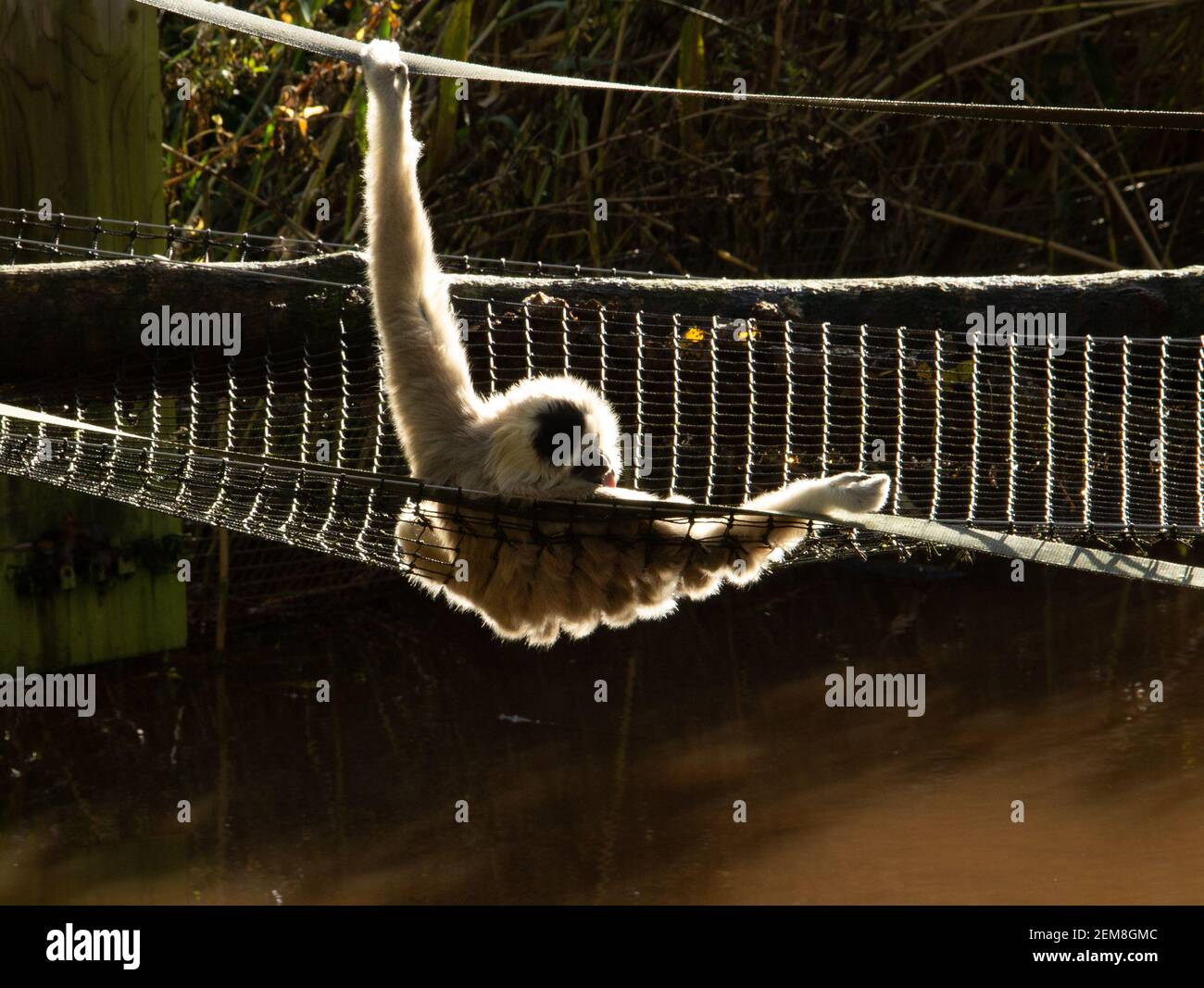 Lar Gibbon (Hylobates lar) a single Lar Gibbon relaxing in the morning sunshine resting on a rope bridge Stock Photo