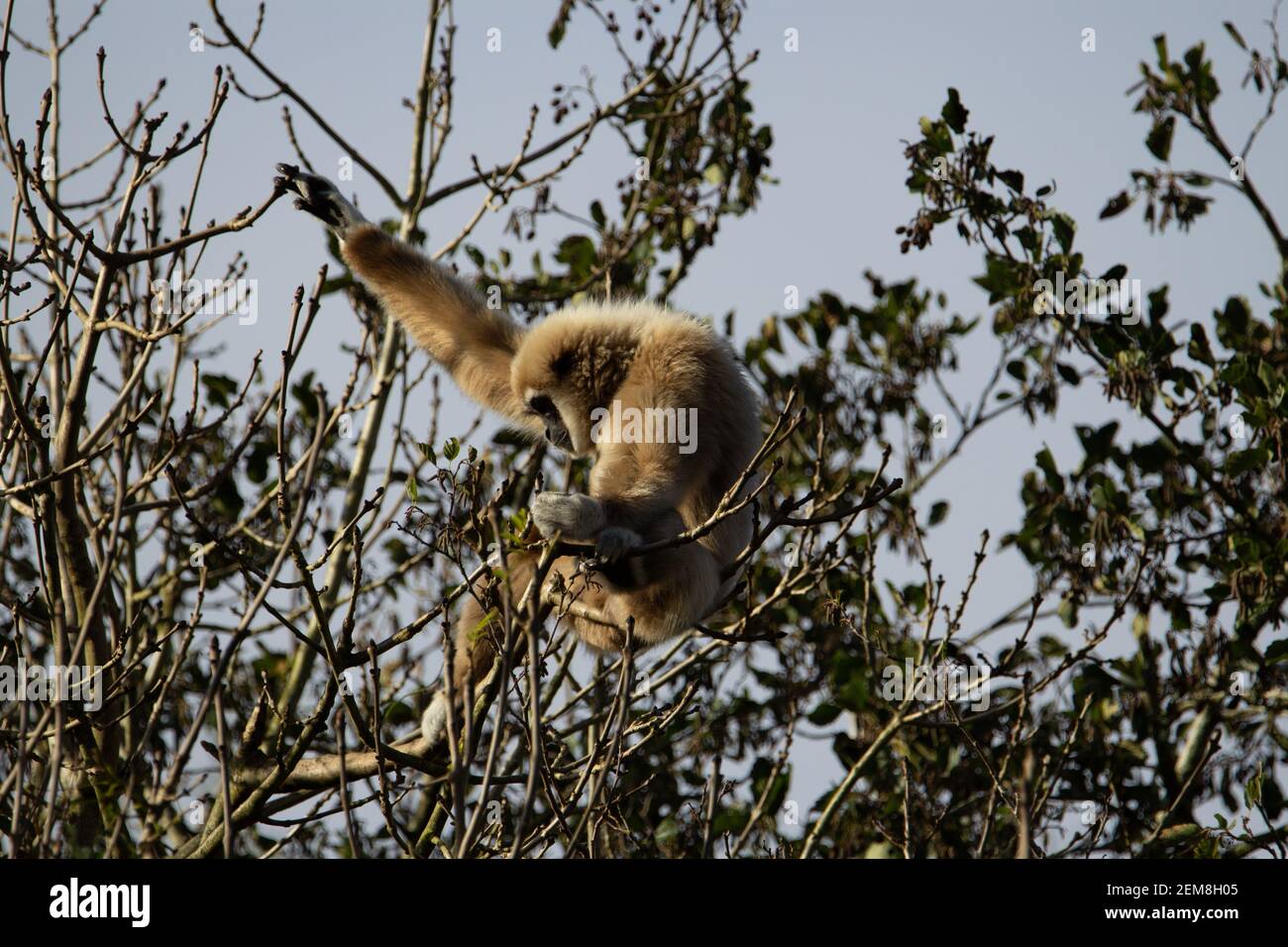 Lar Gibbon (Hylobates lar) a single Lar Gibbon sitting in the morning sunshine at the top of a tree Stock Photo