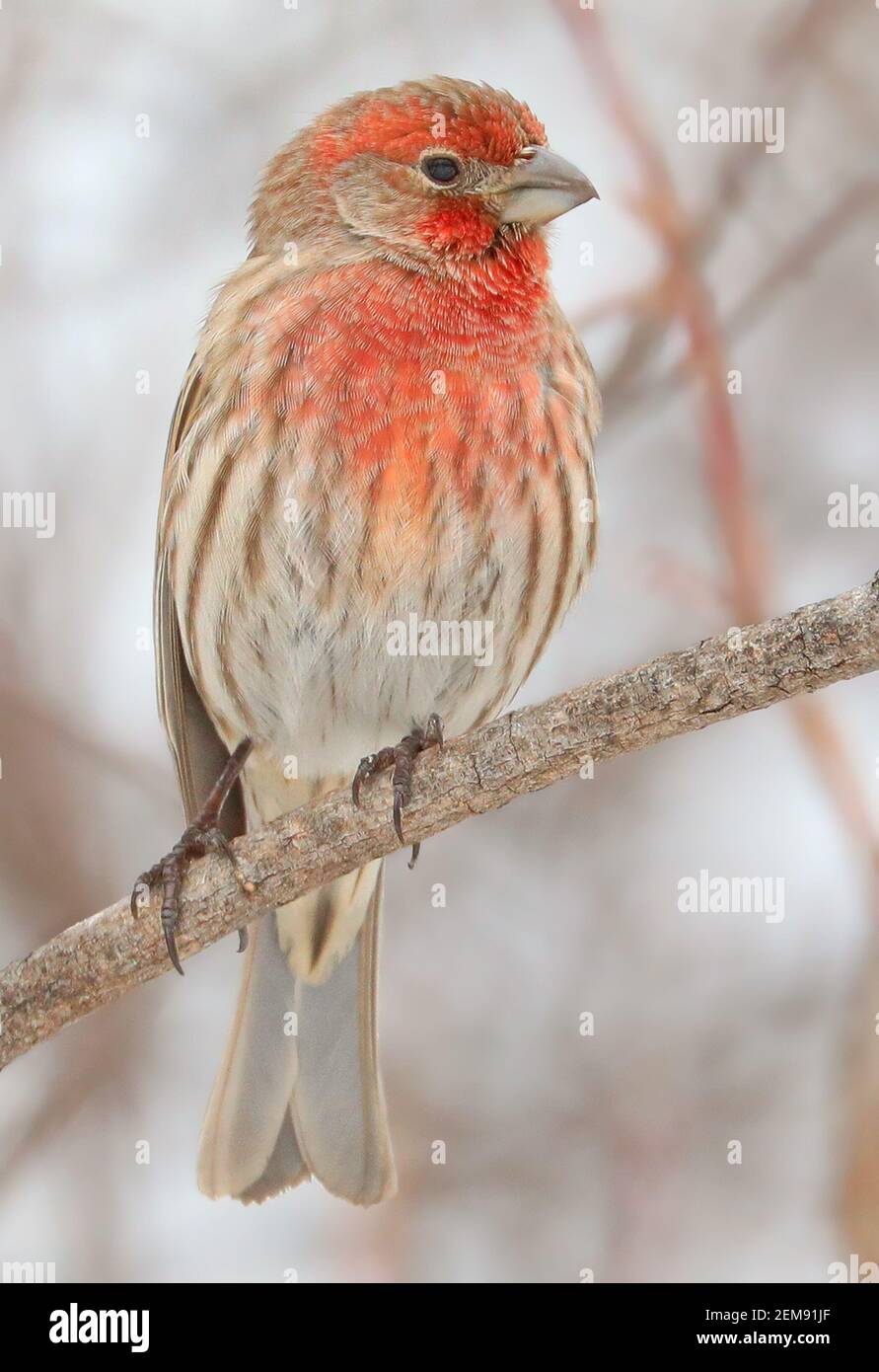 House finch sitting on a branch in winter, Quebec, Canada Stock Photo