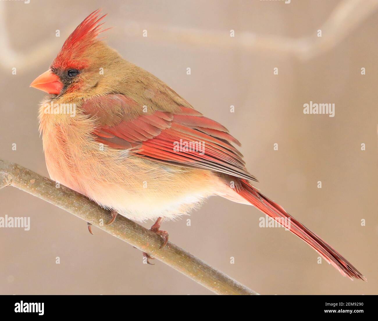 Northern Cardinal female sitting on a branch in winter, Quebec, Canada