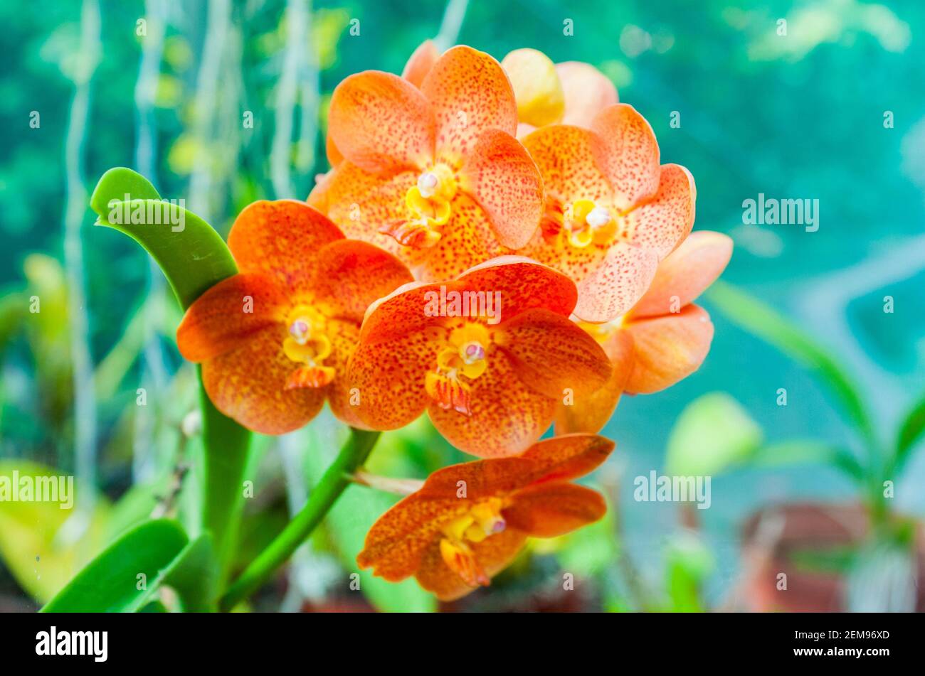 Close up of spotted orange vanda orchid Stock Photo