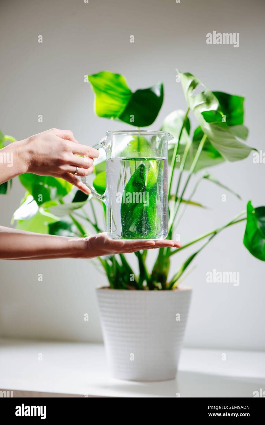 Female hands holding water jug in front of beautiful healthy monstera in a pot Stock Photo