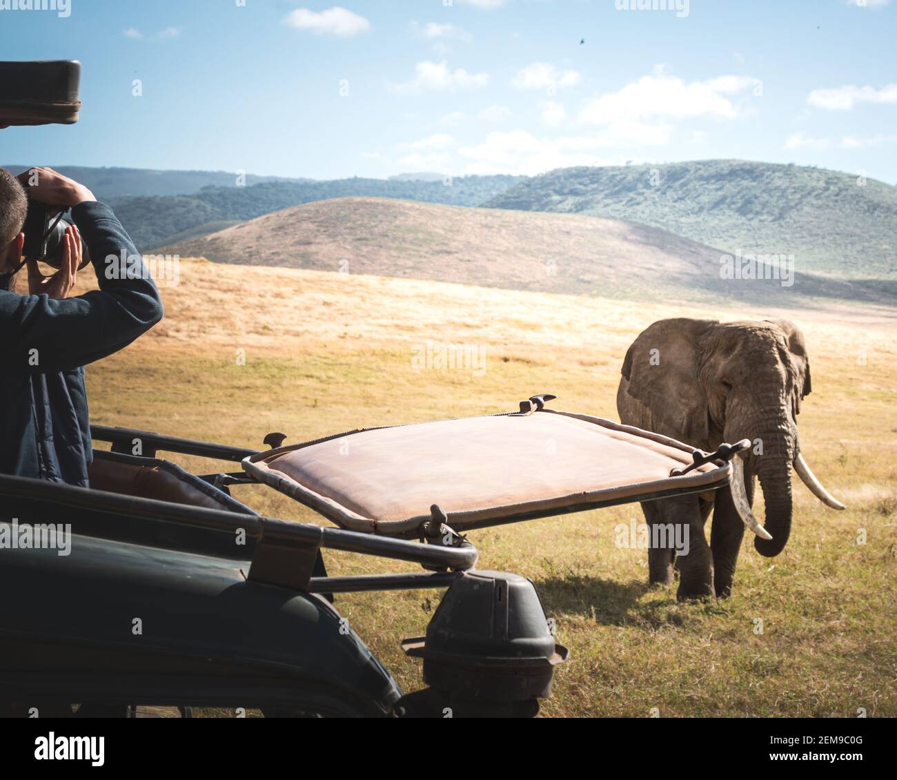 Photographer from a jeep shooting Isolated large adult male elephant (Elephantidae) at grassland conservation area of Ngorongoro crater. Wildlife safa Stock Photo
