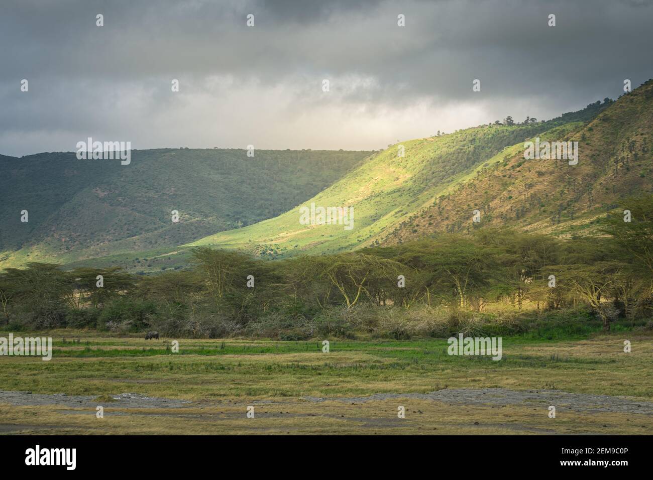 Crater slopes and wildlife meadow of Ngorongoro Conservation Area. Safari concept. Tanzania. Africa Stock Photo