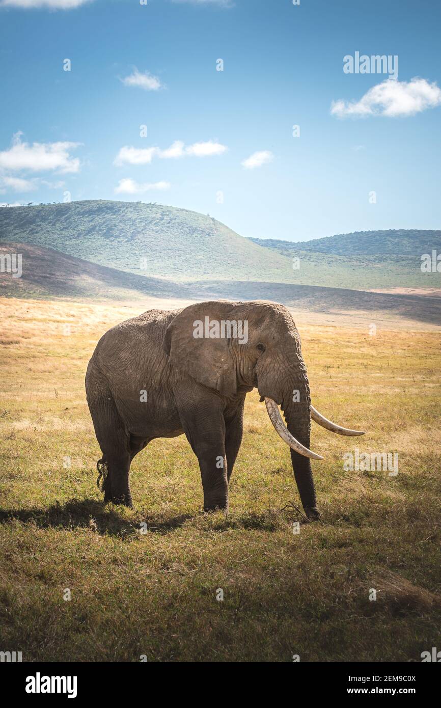 Isolated large adult male elephant (Elephantidae) at grassland conservation area of Ngorongoro crater. Wildlife safari concept. Tanzania. Africa Stock Photo