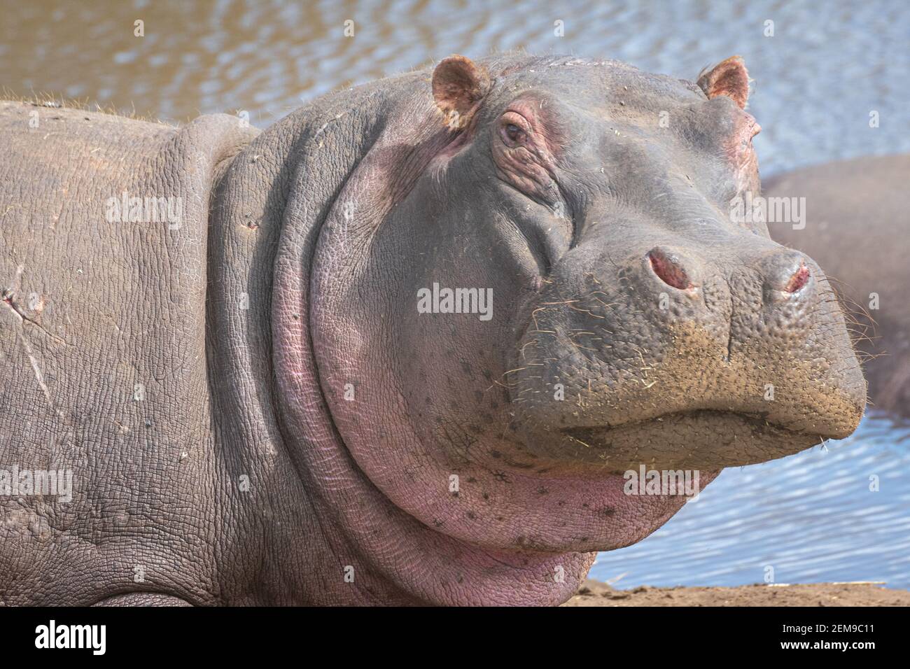 Hippo portrait in waterhole in the Ngorongoro Crater Conservation Area. Safari concept. Tanzania. Africa Stock Photo
