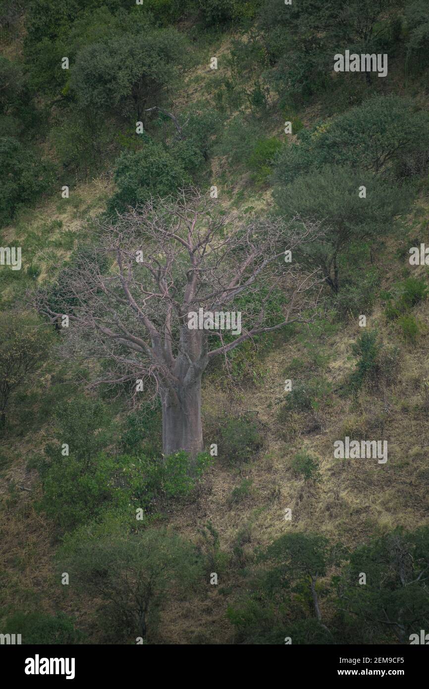 Baobab isolated in the middle of the forest, on a mountain slope. Arusha, Tanzania. Africa. Stock Photo