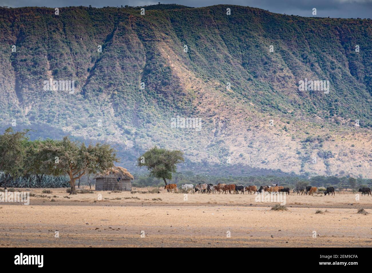African herd of cows near a Maasai Boma and the foothills of a mountain. Arusha, Tanzania. Africa. Stock Photo