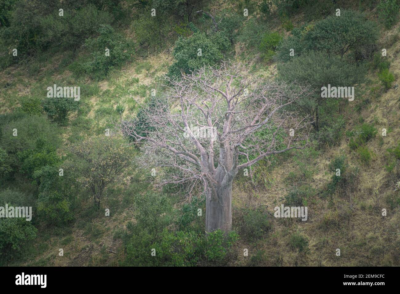 Baobab isolated in the middle of the forest, on a mountain slope. Arusha, Tanzania. Africa. Stock Photo