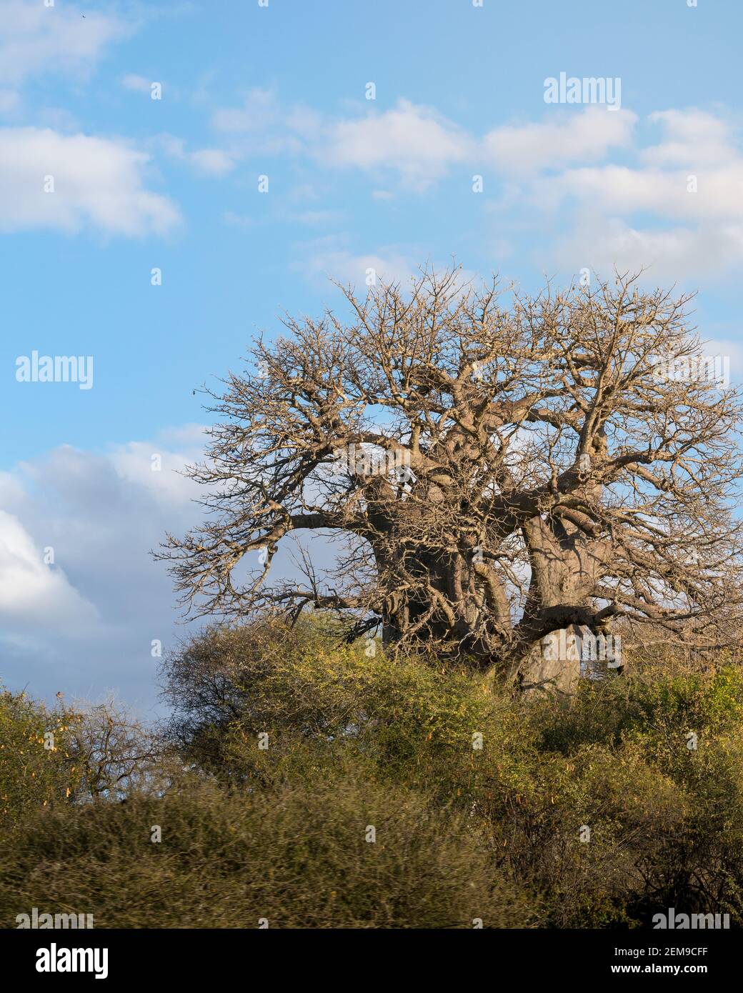 Baobab tree (Adansonia) with blue sky and clouds. Arusha, Tanzania. Africa. Stock Photo