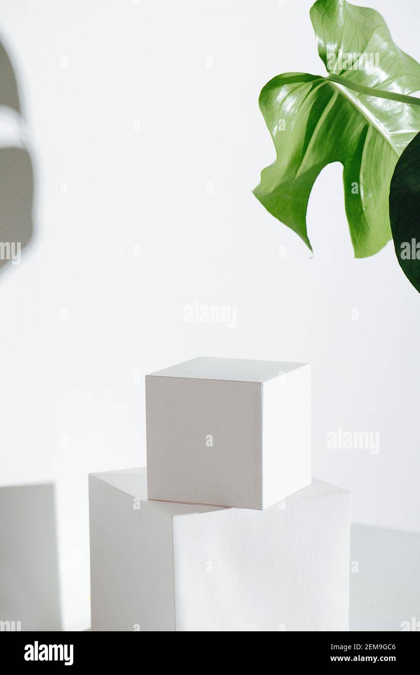 Stacked white cubes over white wall and big mostera leaf in the upper corner Stock Photo