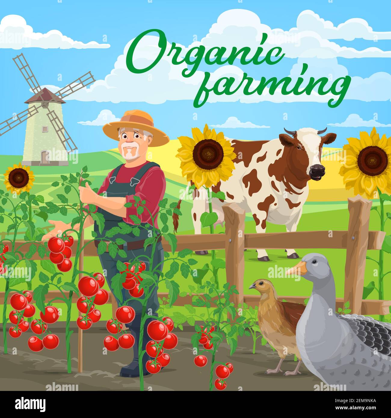 Organic farming food products, vector agriculture. Farmer at vegetable and  animal farm, field and garden with cow, goose and quill, windmill, tomatoes  Stock Vector Image & Art - Alamy