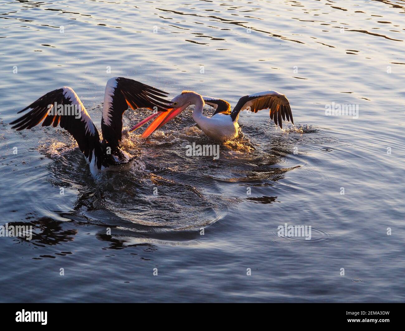 The dance! A pair of Australian Pelicans engaged in a wing flapping skirmish on the river water to see who can get the fish, mouth open Stock Photo