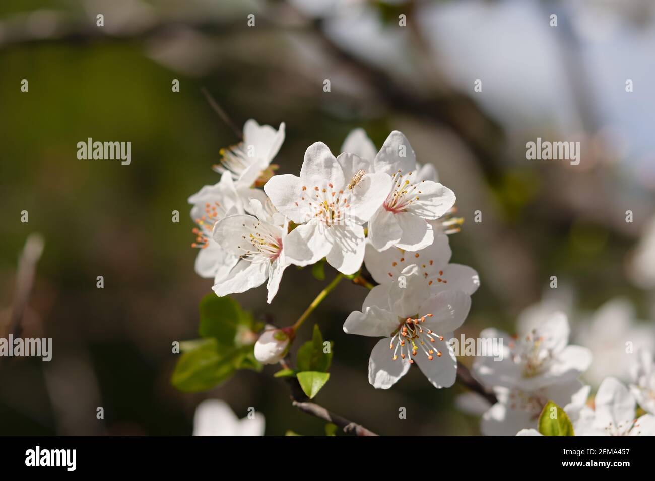 Almond flower close-up in soft focus. Spring atmospheric background of ...