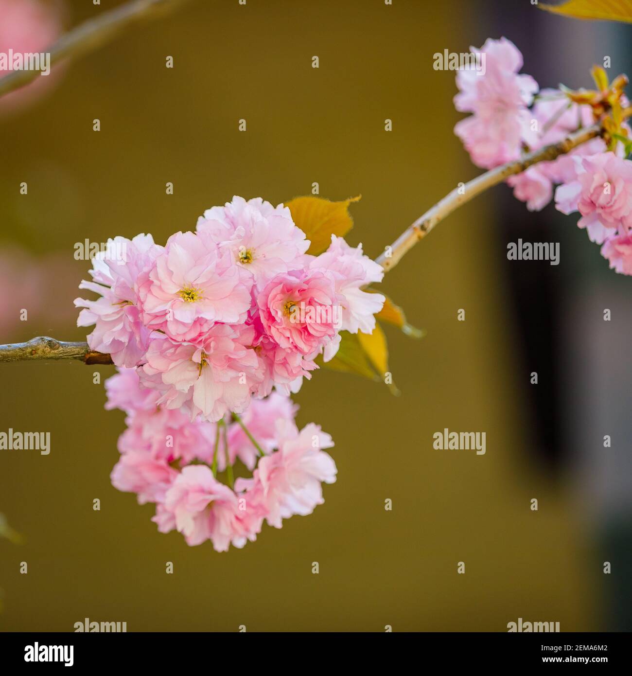 Sakura blooms hi-res stock photography and images - Alamy