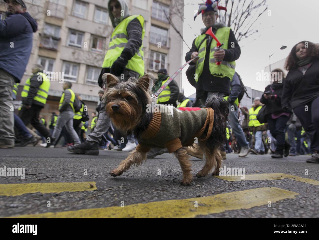 19 January 2019. Paris, France. Gilets Jaunes - Acte X take to the streets  of Paris. A man and his dog join the march. An estimated 7,000 people took  part in the