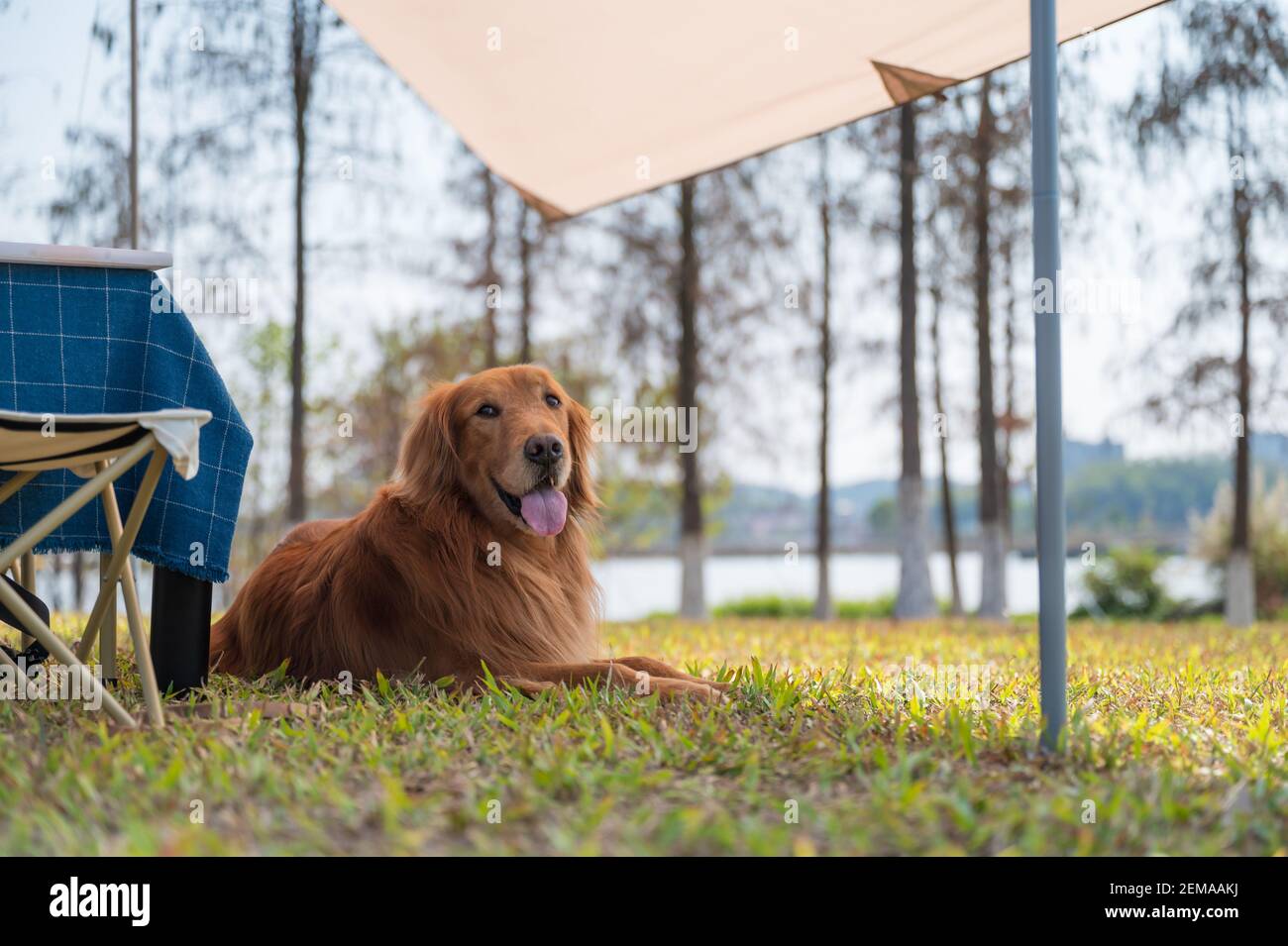 Golden Retriever lying on the grass Stock Photo - Alamy