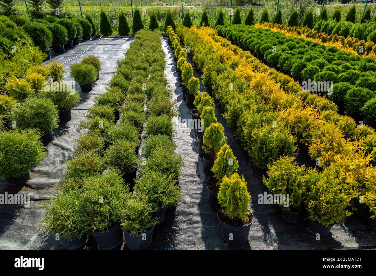 Garden shop for the sale of plants. Here you can buy a lot of varieties of green plants: various flowers, fir, spruce. High quality photo Stock Photo