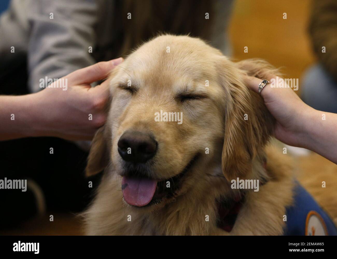 Can A 3 Year Old Dog Go To Puppy School