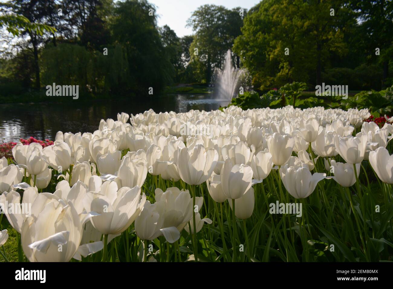 White tulips in full bloom, in the foreground at a garden in Amsterdam, Netherlands. Stock Photo