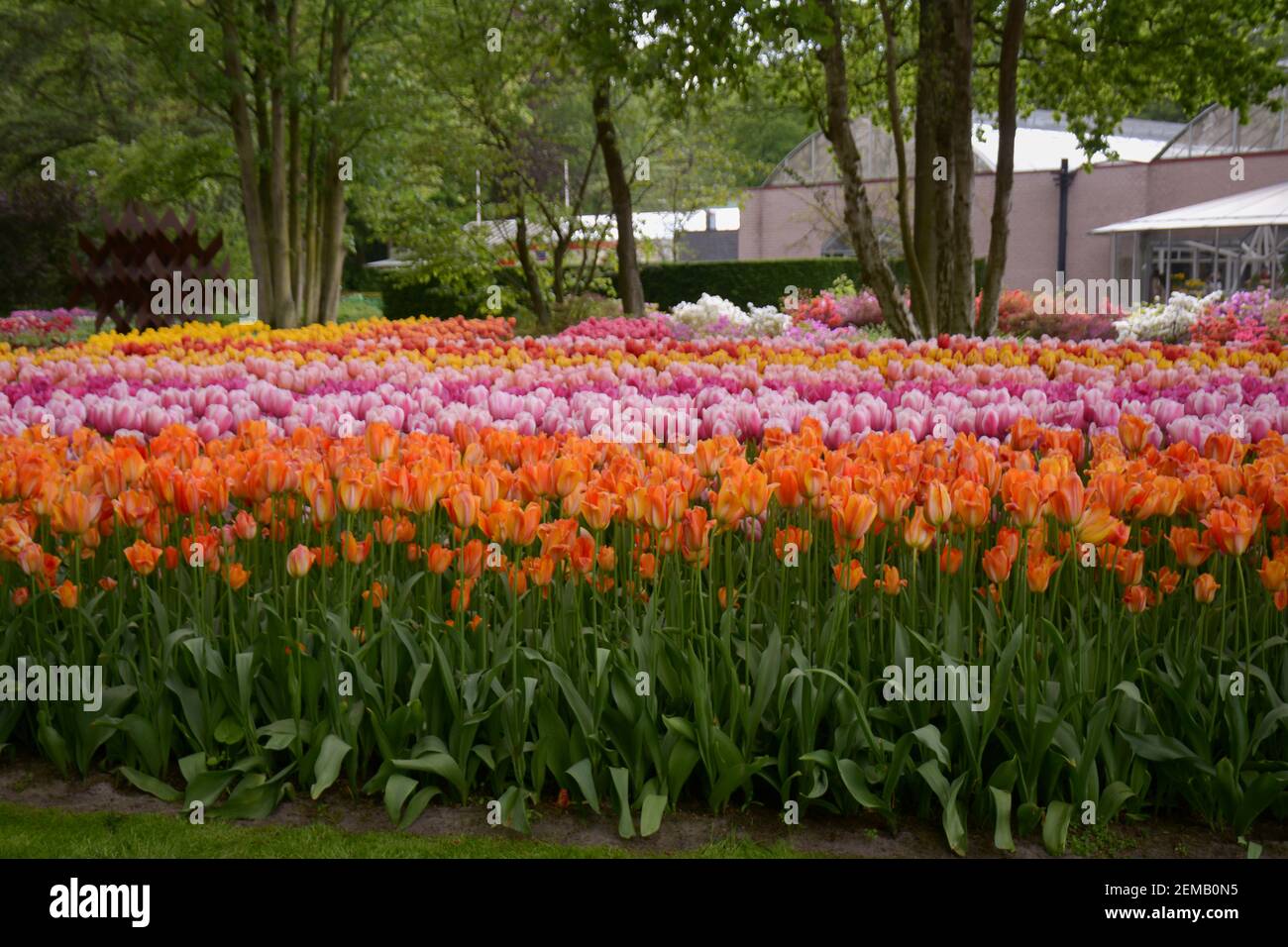Rows of beautiful and multi colored tulips in the tulips fields in Amsterdam, Netherlands. Stock Photo