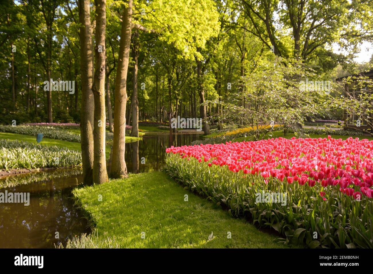 Beautiful bright and sunny summer day at the tulips garden in Amsterdam, Netherlands. Stock Photo