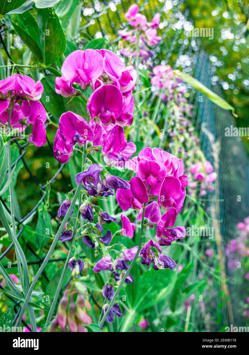 Blooming sweet pea (Lathyrus tuberosus) with a few withered flowers, on a wire fence in the background - Selective focus Stock Photo