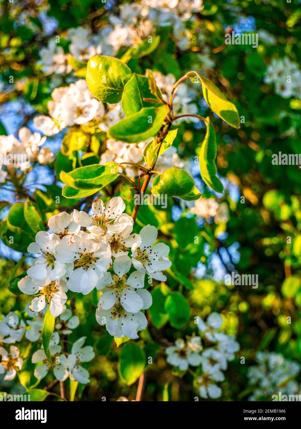 Twig with wild pear(Pyrus pyraster) flowers Stock Photo