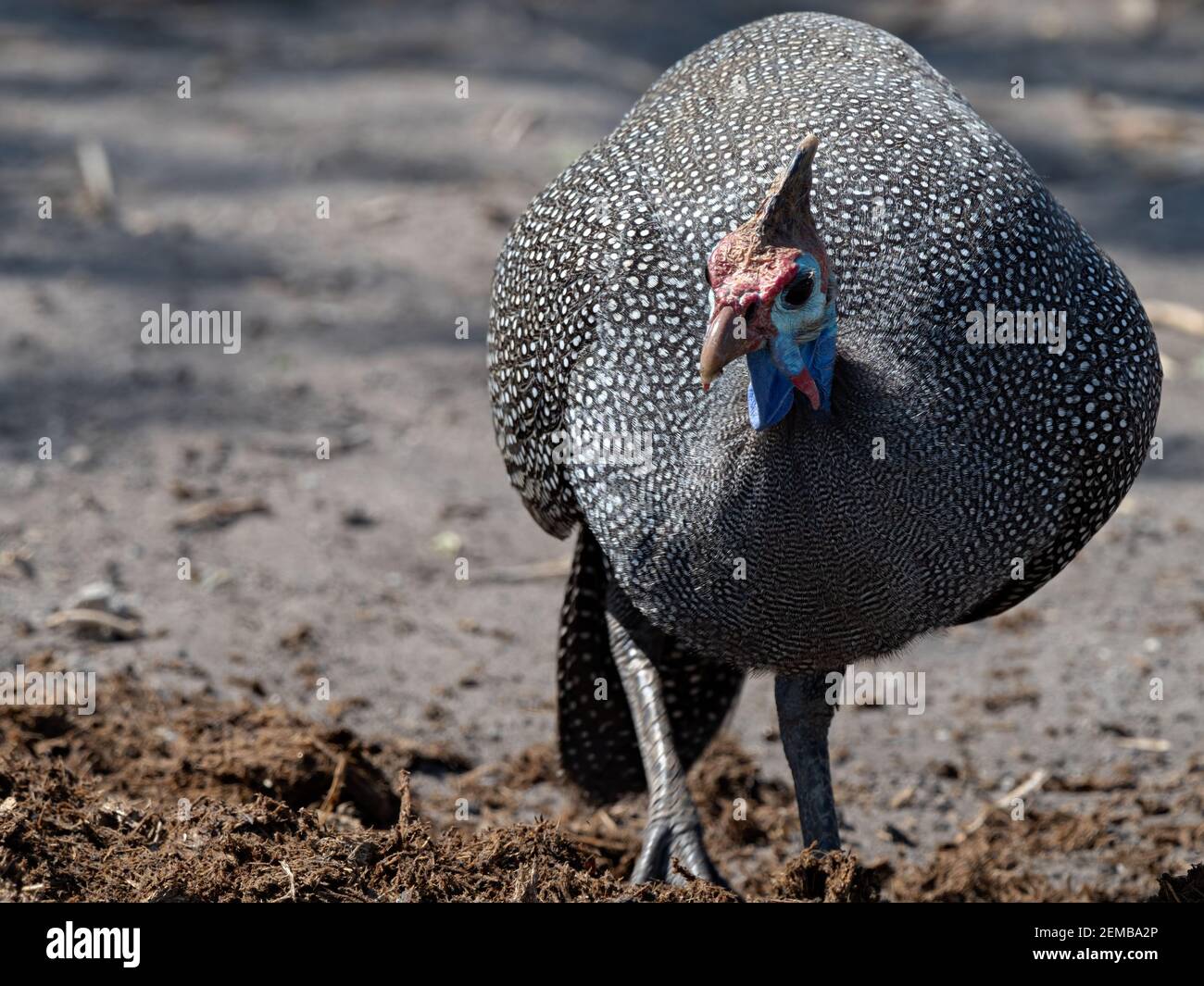 Close-up of a Helmeted Guineafowl (Numida meleagris) searching for food in the excrements of an elephant, Botsuana Stock Photo