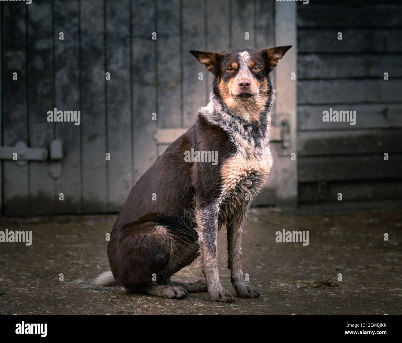 brown and white collie looking at camera Stock Photo