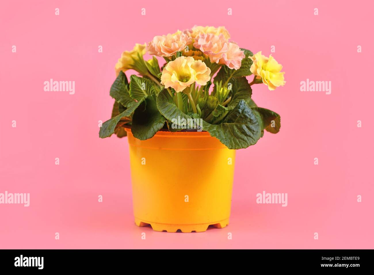 Potted yellow and pink primrose 'Primula Acaulis' blooming springflowers in flower pot on pink background Stock Photo