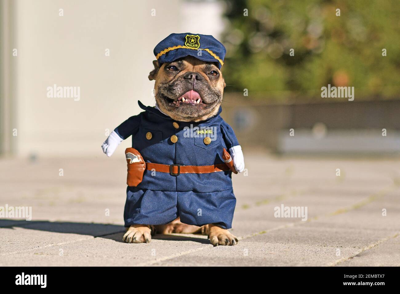 Funny French Bulldog dog wearing police officer uniform costume with fake arms Stock Photo