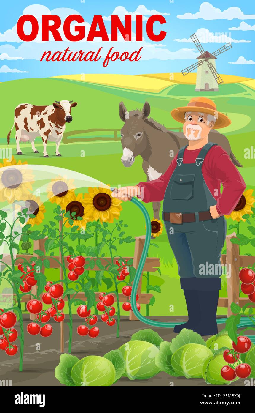 Farmer on farm, agriculture worker man at countryside, village, vector, farmland garden. Farmer watering vegetables tomatoes and cabbages on field, co Stock Vector