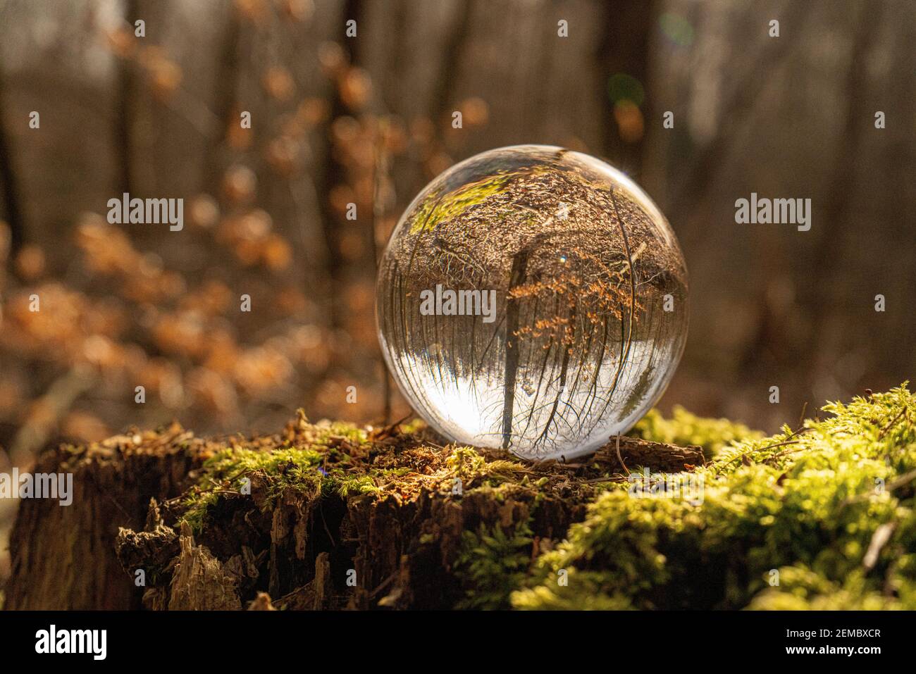 Glass ball / lens ball in the forest on a stump in the sunlight with ...