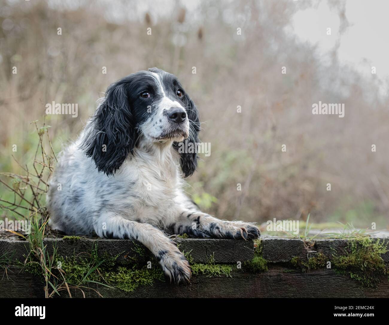black and white spaniel lying down looking at camera Stock Photo