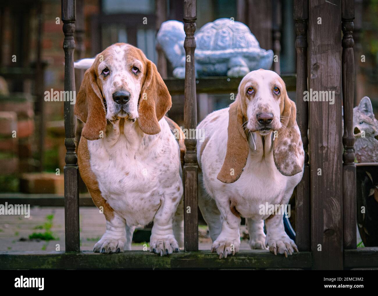 pair of basset hounds Stock Photo