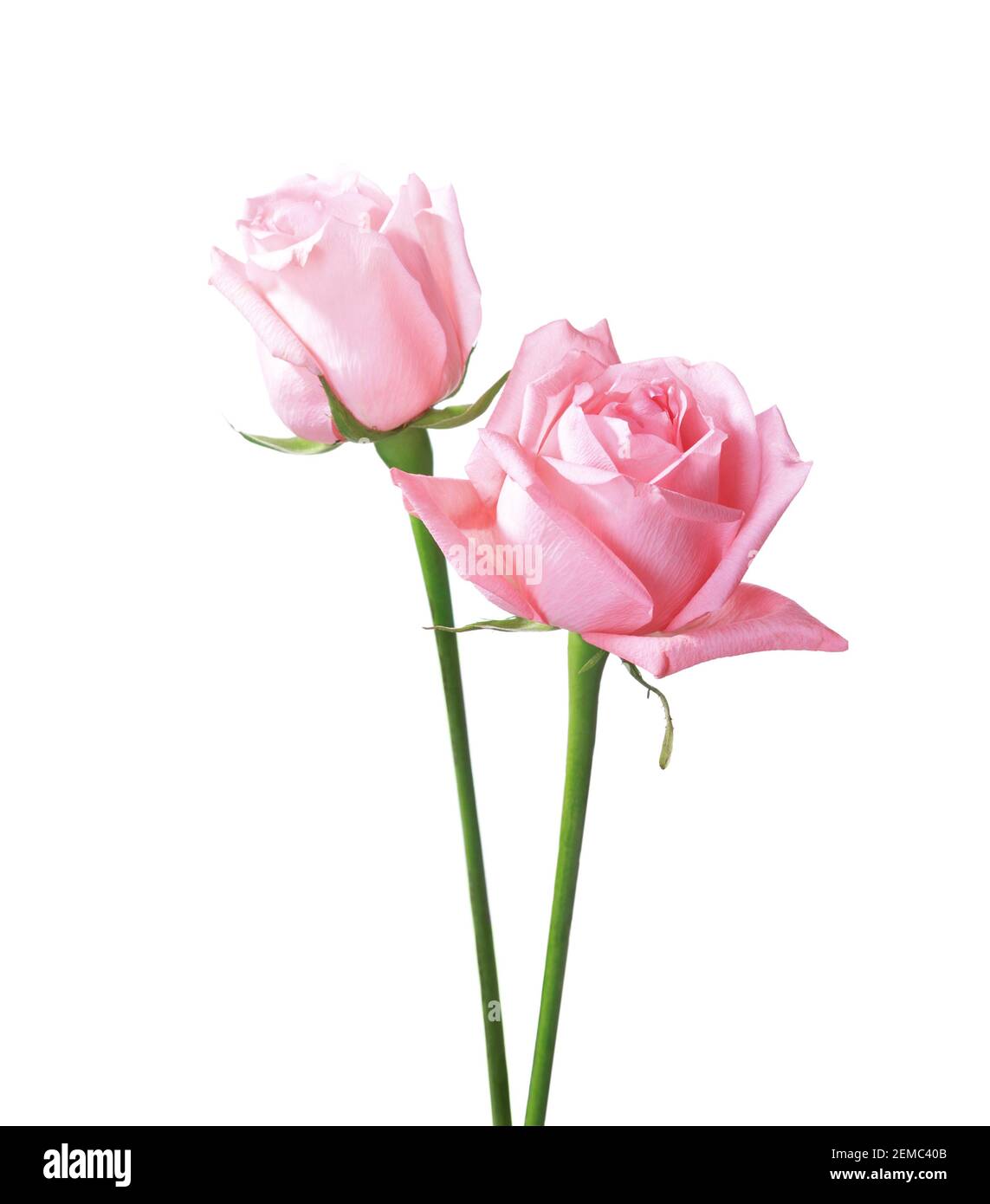 Two light pink Roses isolated on white background Stock Photo - Alamy