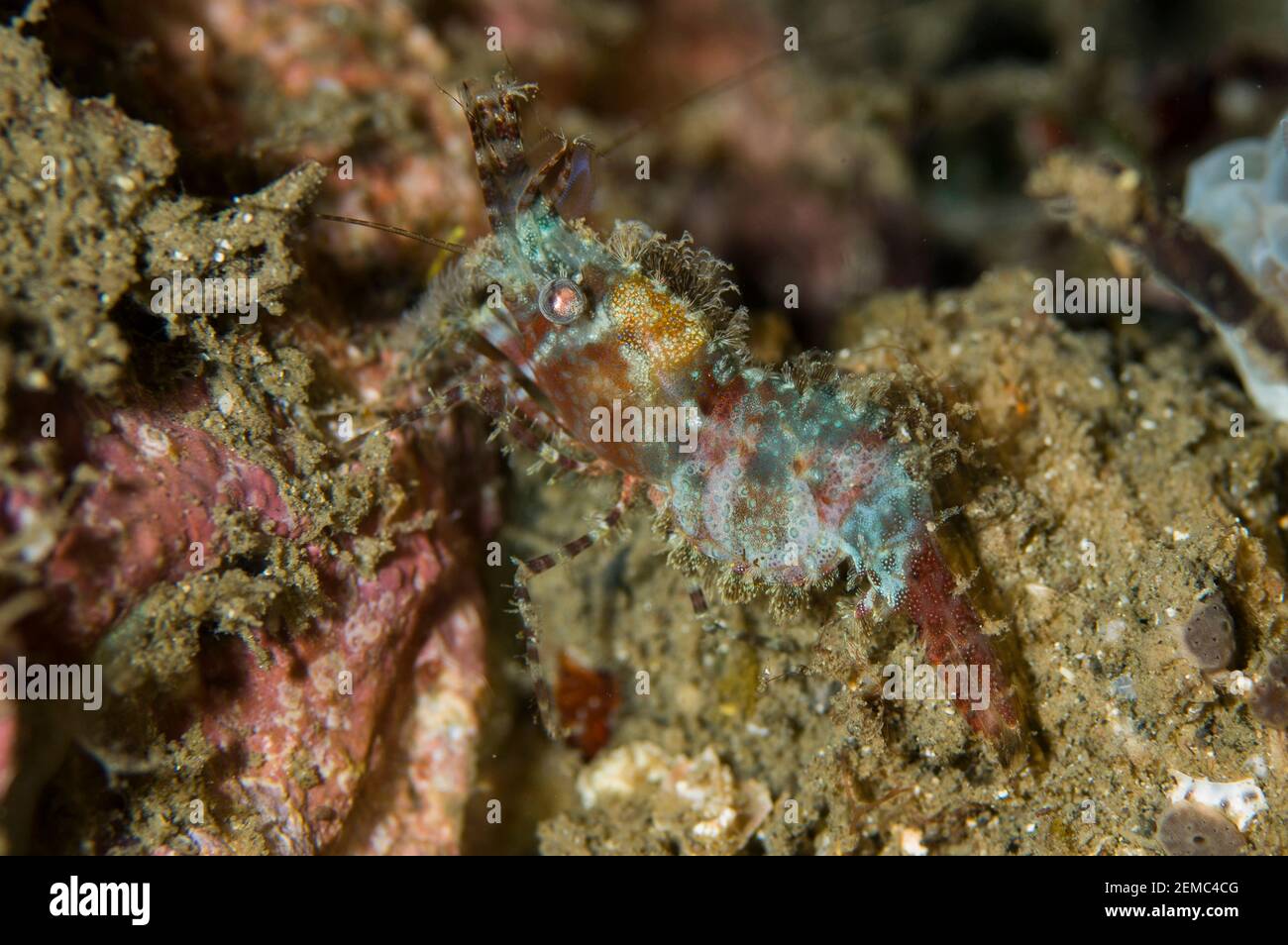 Saron Shrimp, Saron marmoratus, Nudi Falls dive site, Lembeh Straits, Sulawesi, Indonesia Stock Photo