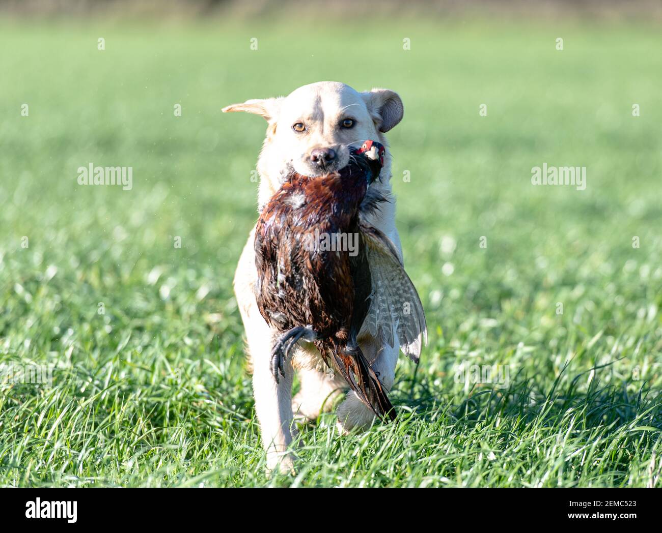 golden Labrador retrieving a pheasant Stock Photo